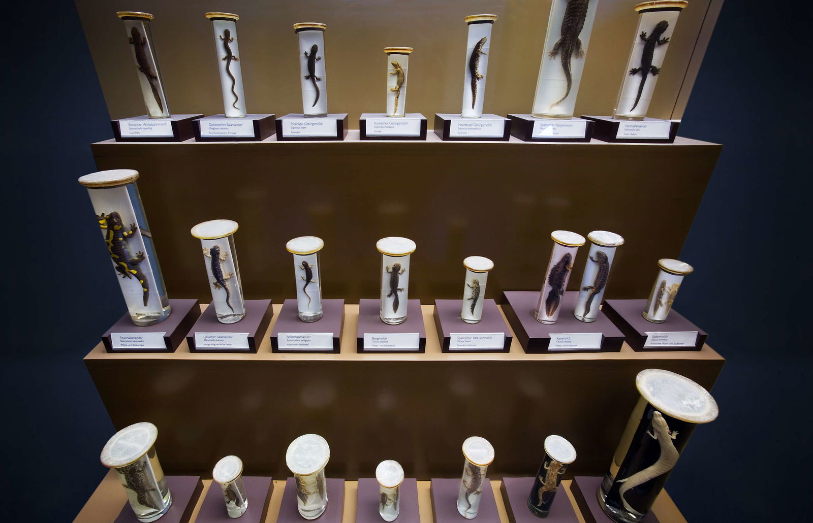 Natural History Museum