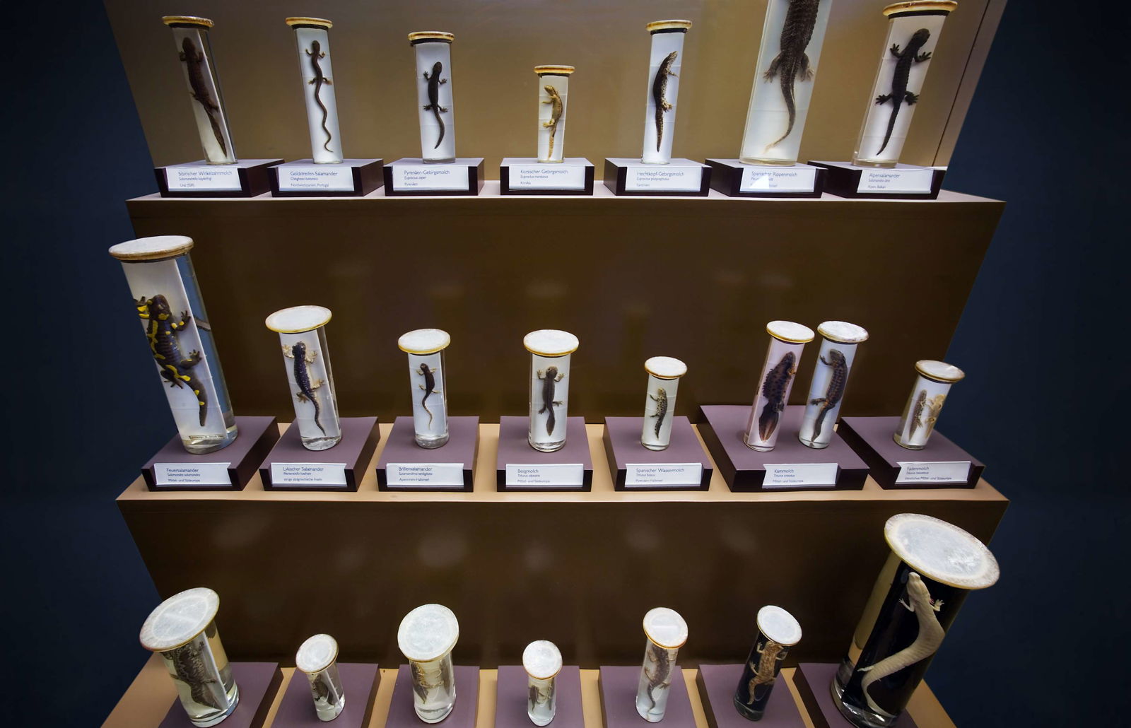 Naturhistorisches Museum