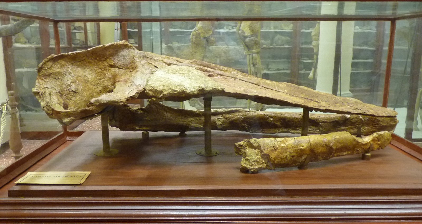 Museo Geologico Giovanni Capellini