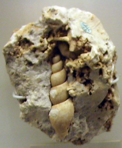 Natural History Museum of Denmark