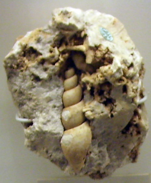 Natural History Museum of Denmark