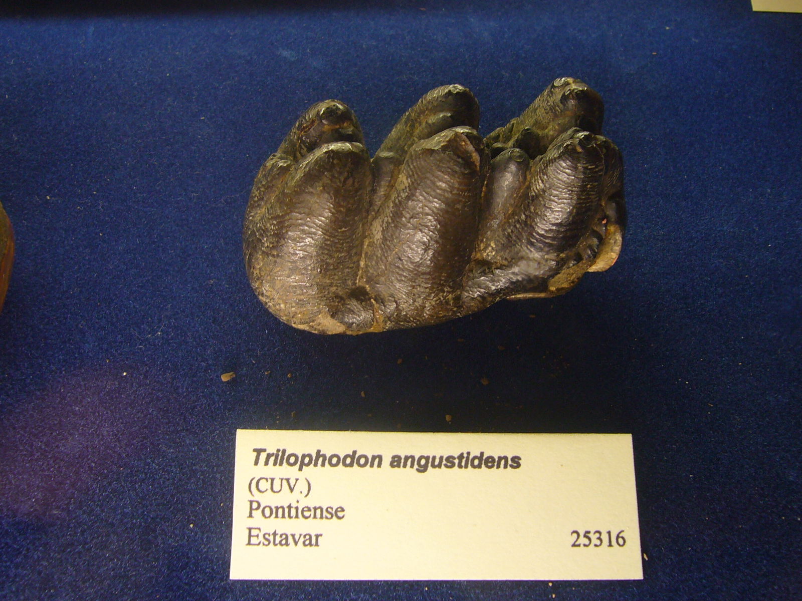 Museu Geologic del Seminari de Barcelona