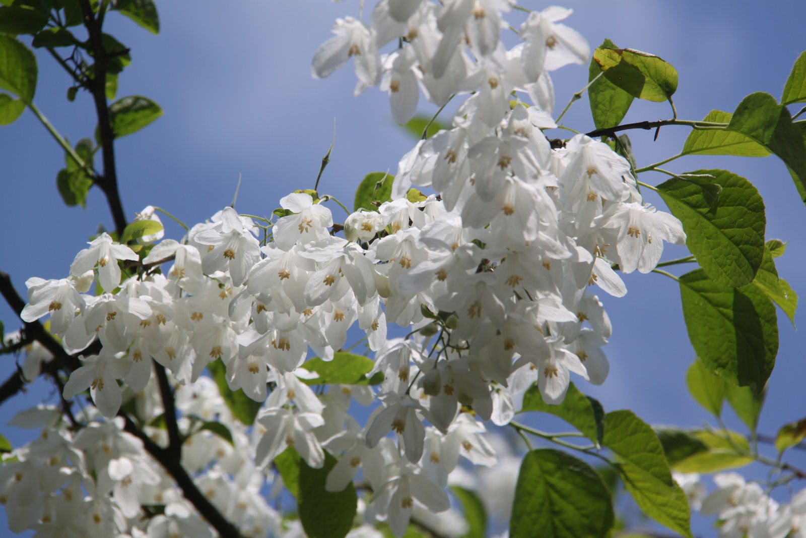 Arboretum de Kalmthout