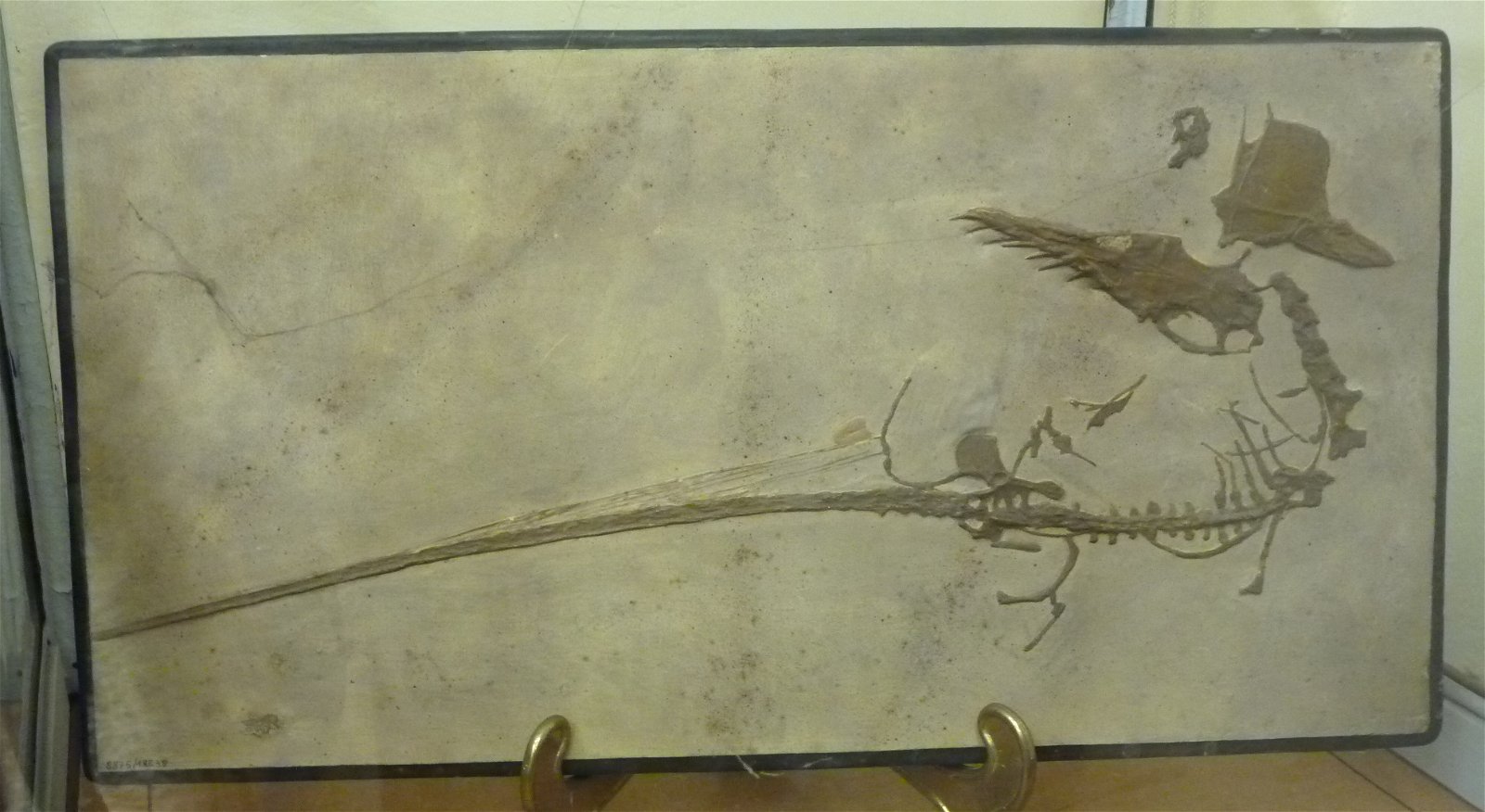 Museo Geologico Giovanni Capellini