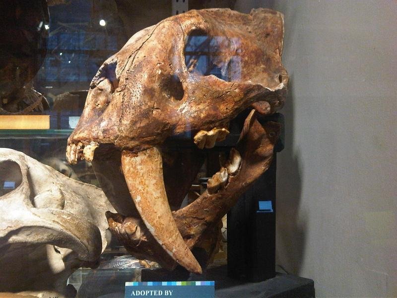 Grant Museum of Zoology