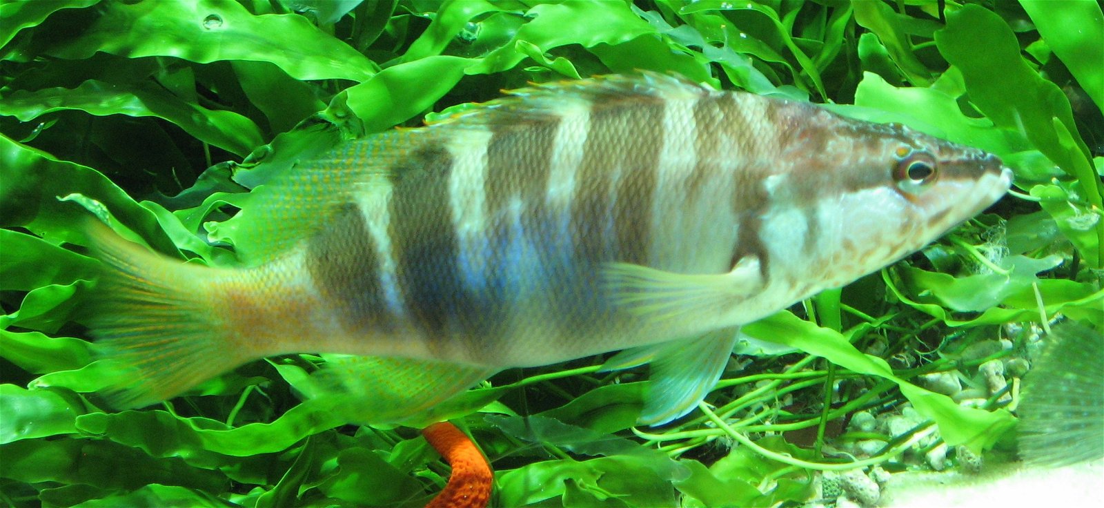 Aquarium de Paris - CineAqua
