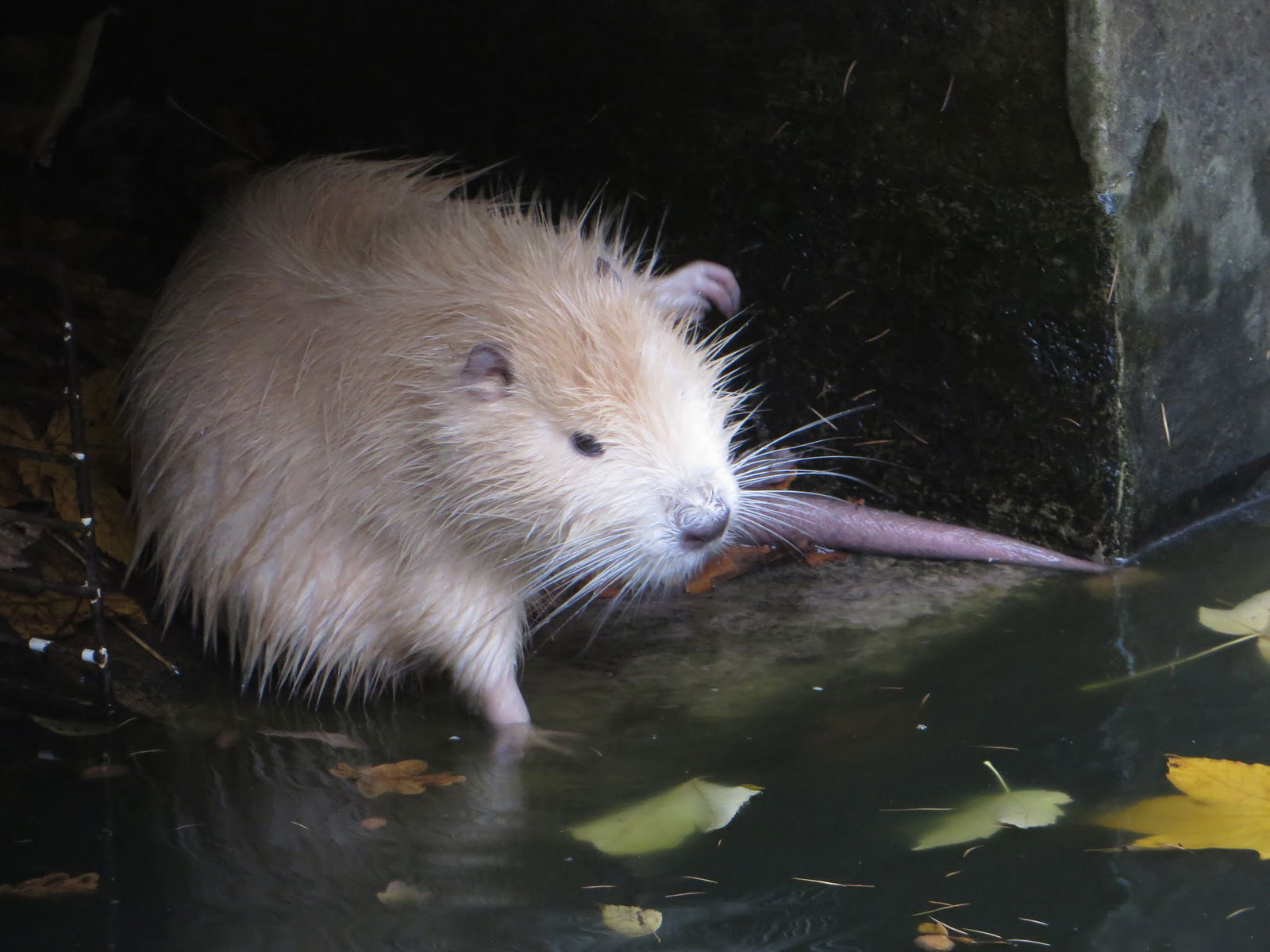 Parc animalier de Bouillon