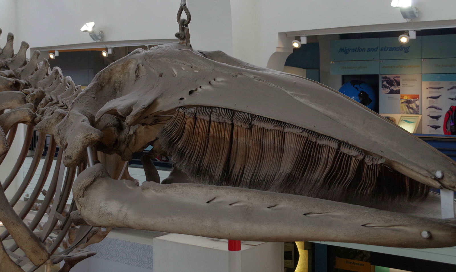 Natural History Museum