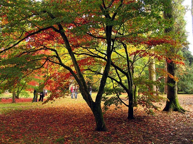 Westonbirt Arboretum