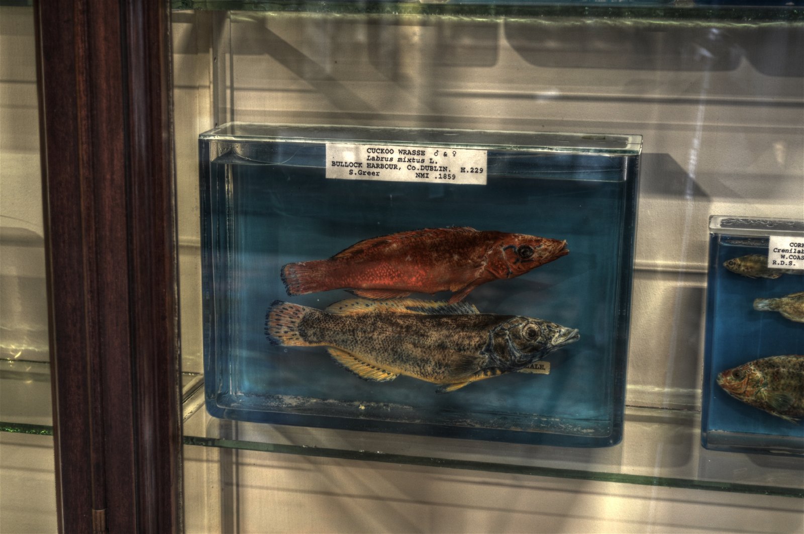 National Museum of Ireland - Natural History