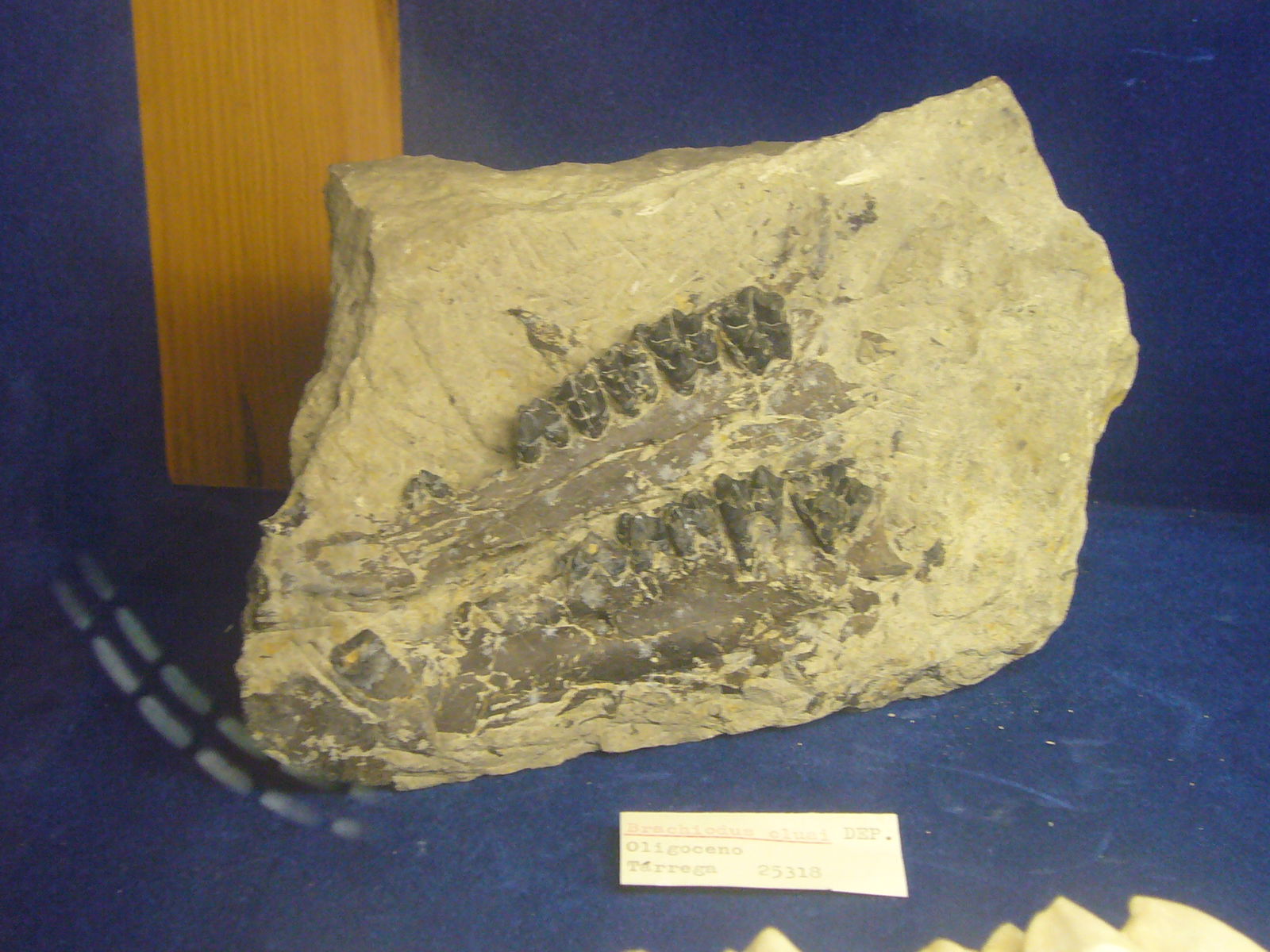 Museu Geologic del Seminari de Barcelona