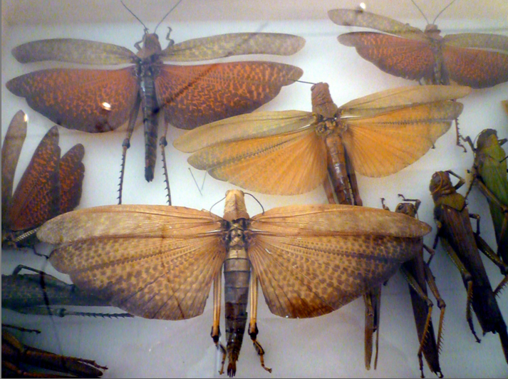 Museo Civico di Zoologia