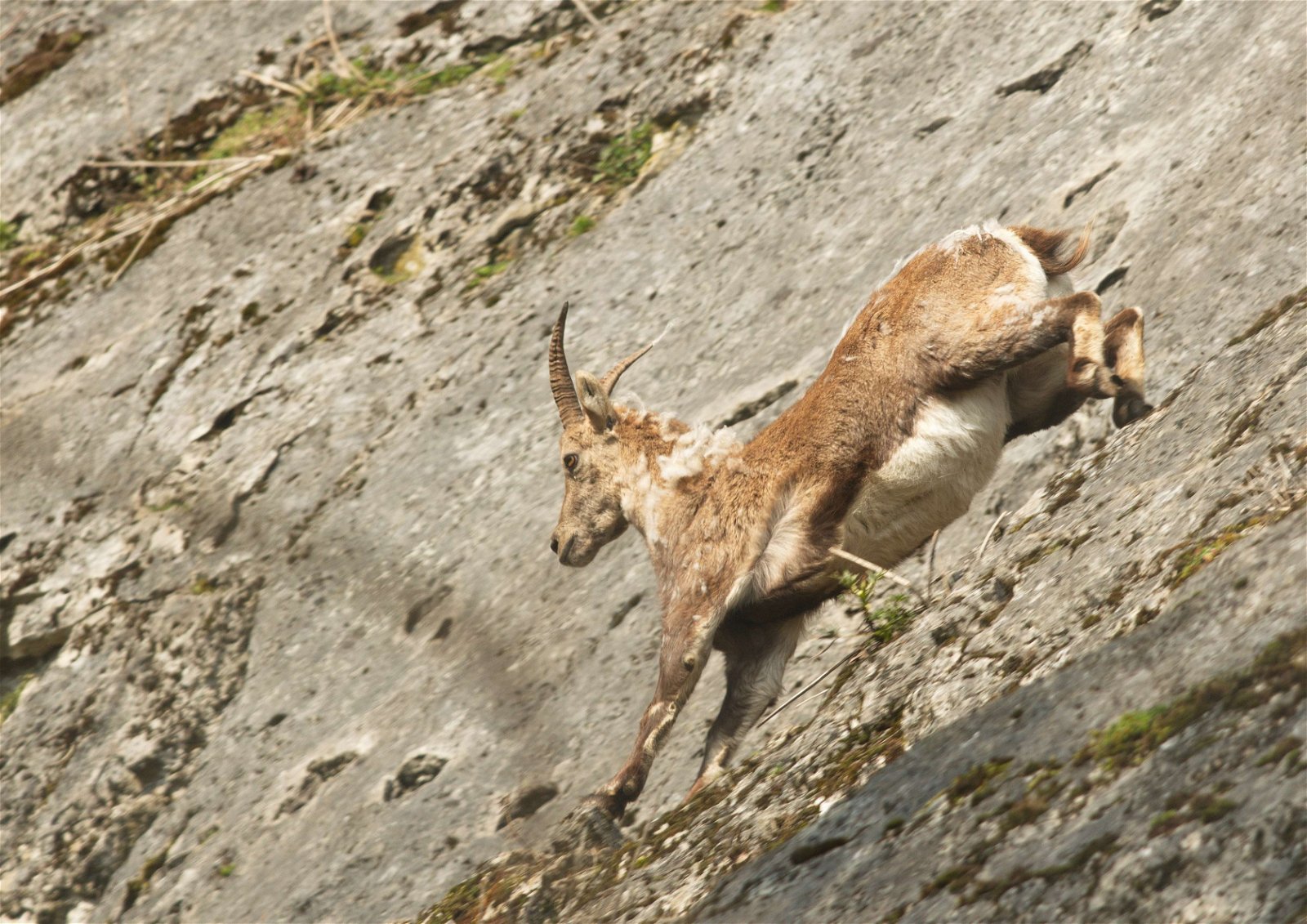 Wildpark - Domein van de Grotten van Han