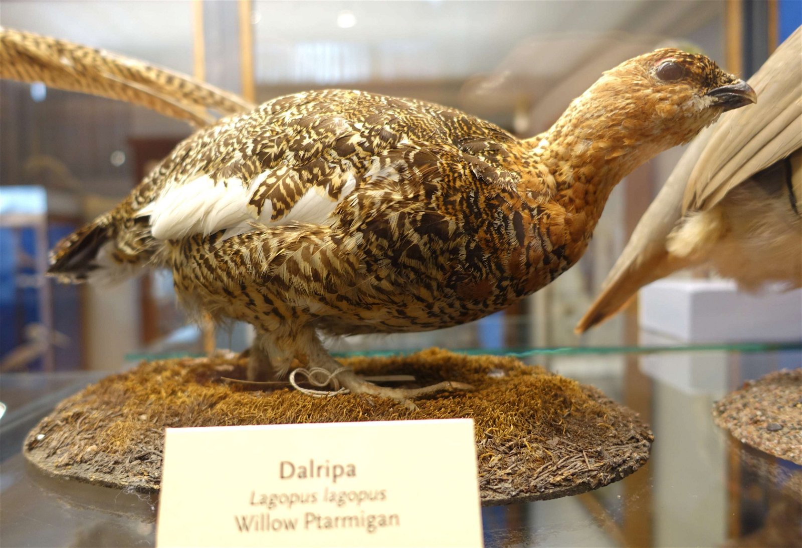 Swedish Museum of Natural History