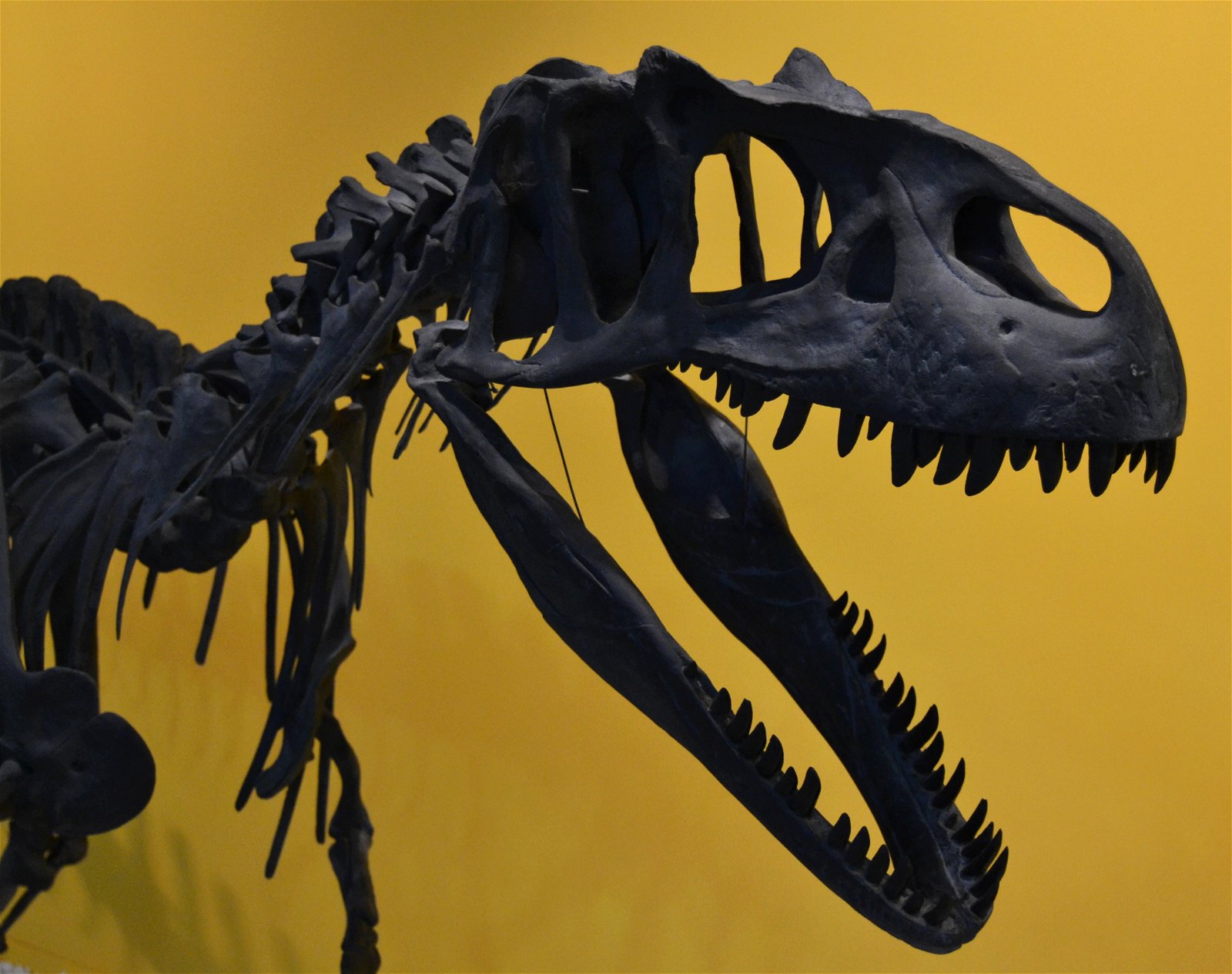 Museum of Natural Science