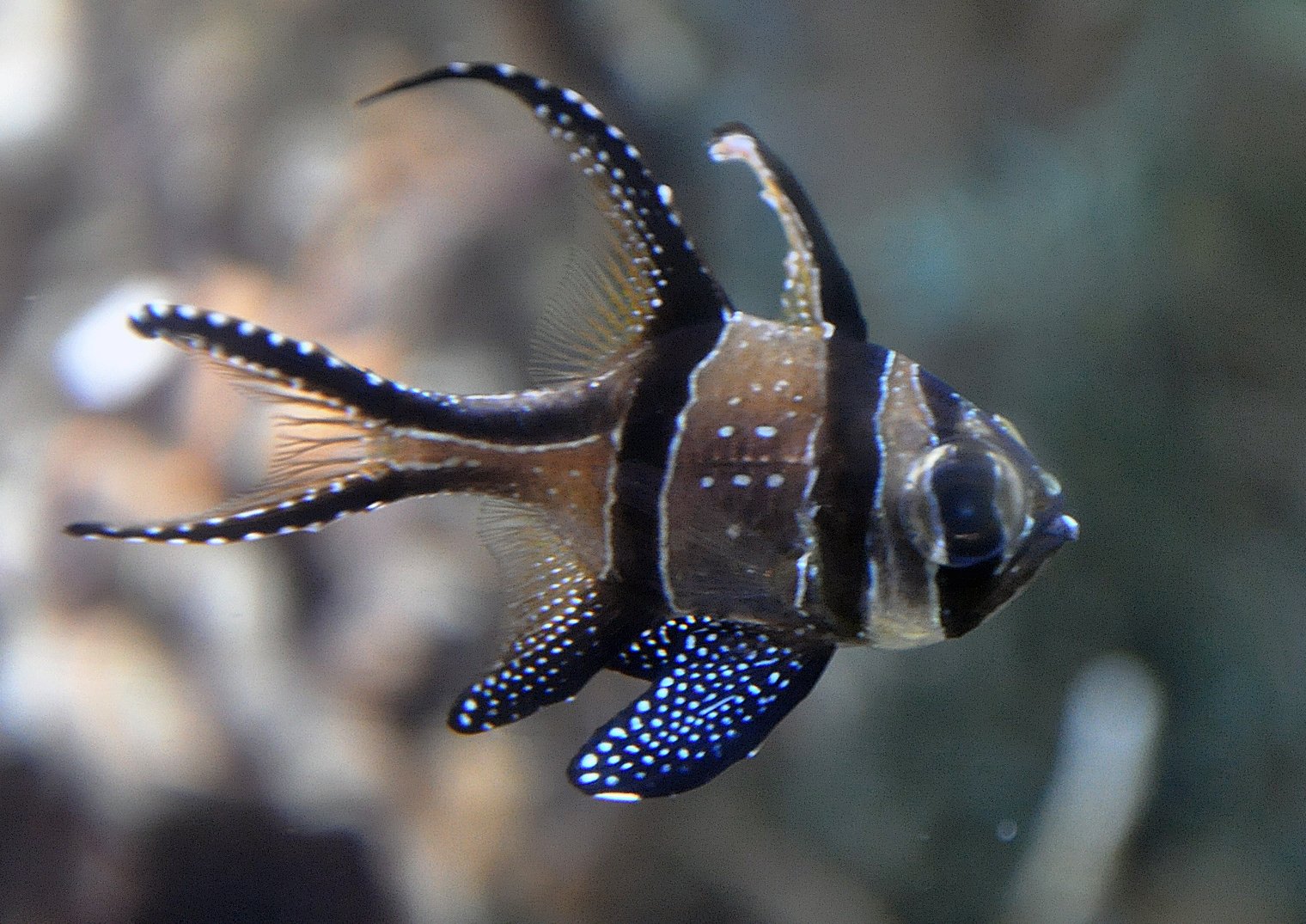 Aquazoo – Löbbecke-Museum Düsseldorf