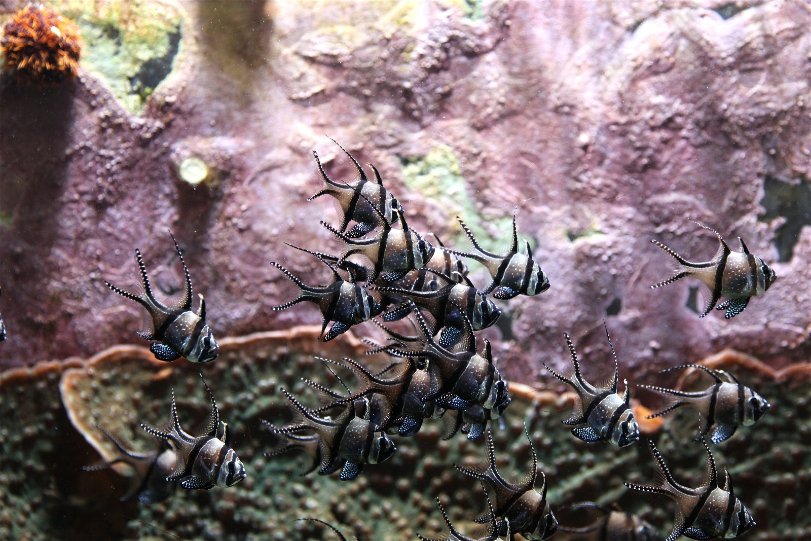 Aquazoo – Löbbecke-Museum Düsseldorf