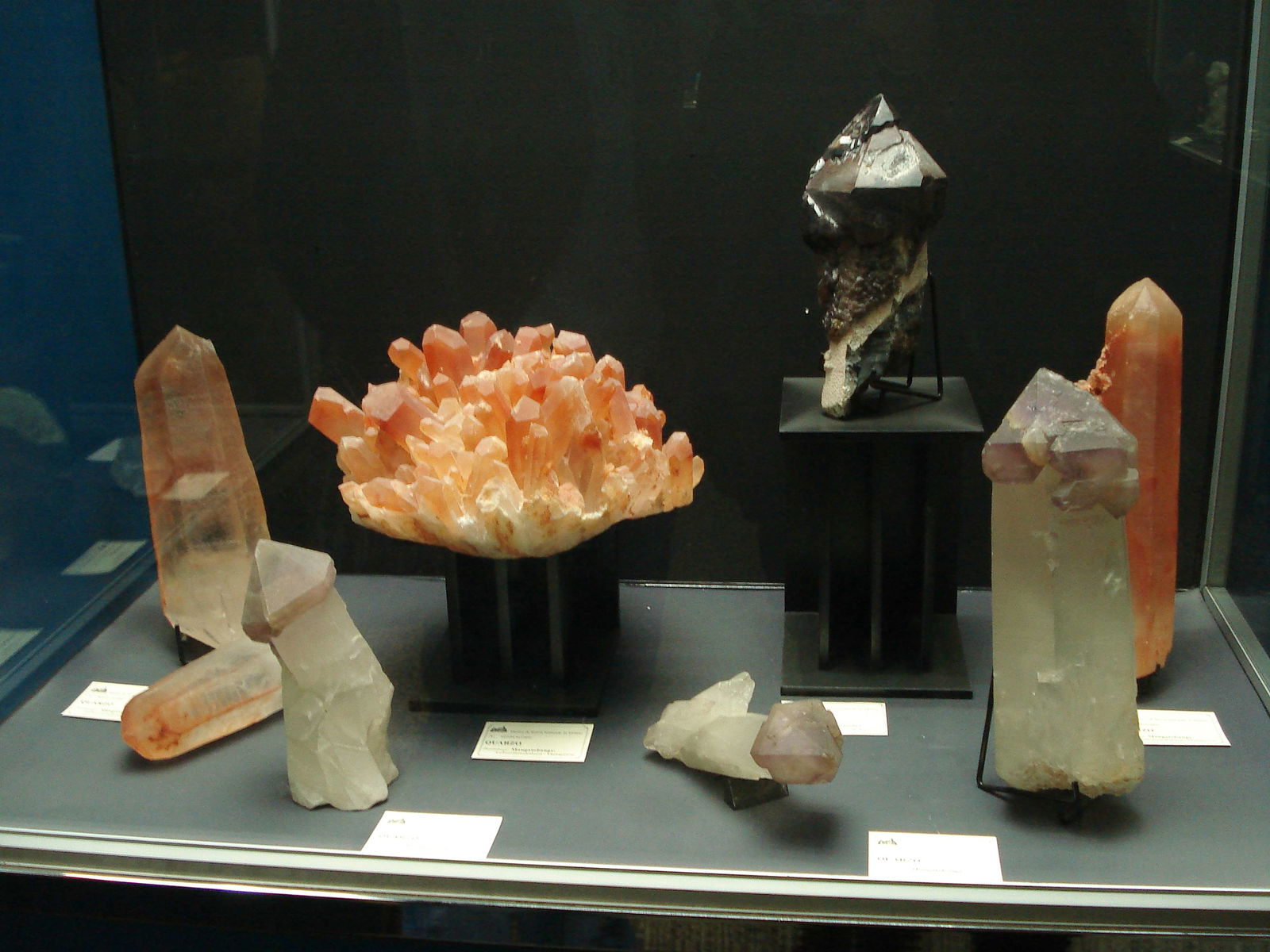 Civico Museo di Storia Naturale