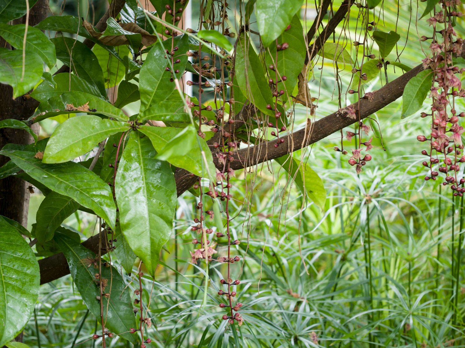 Royal Botanic Gardens, Kew