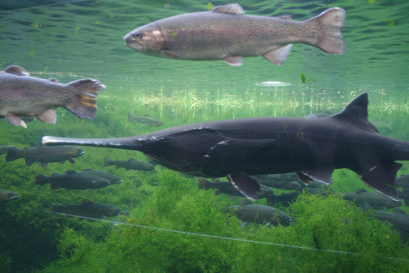 Tropicarium - Oceanarium