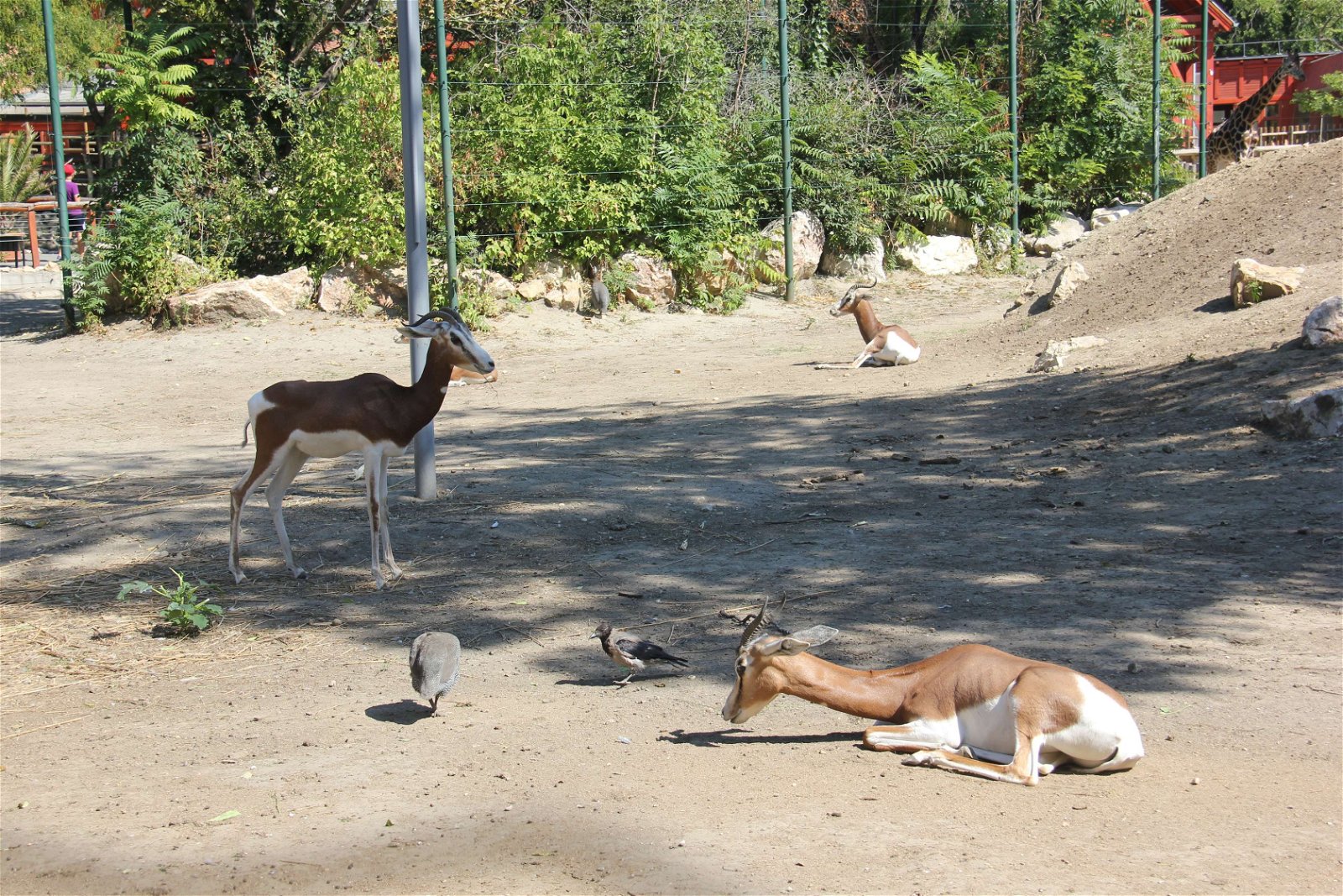 Budapest Zoo and Botanical Garden