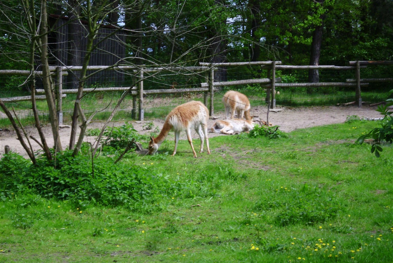 Zoo Poznań