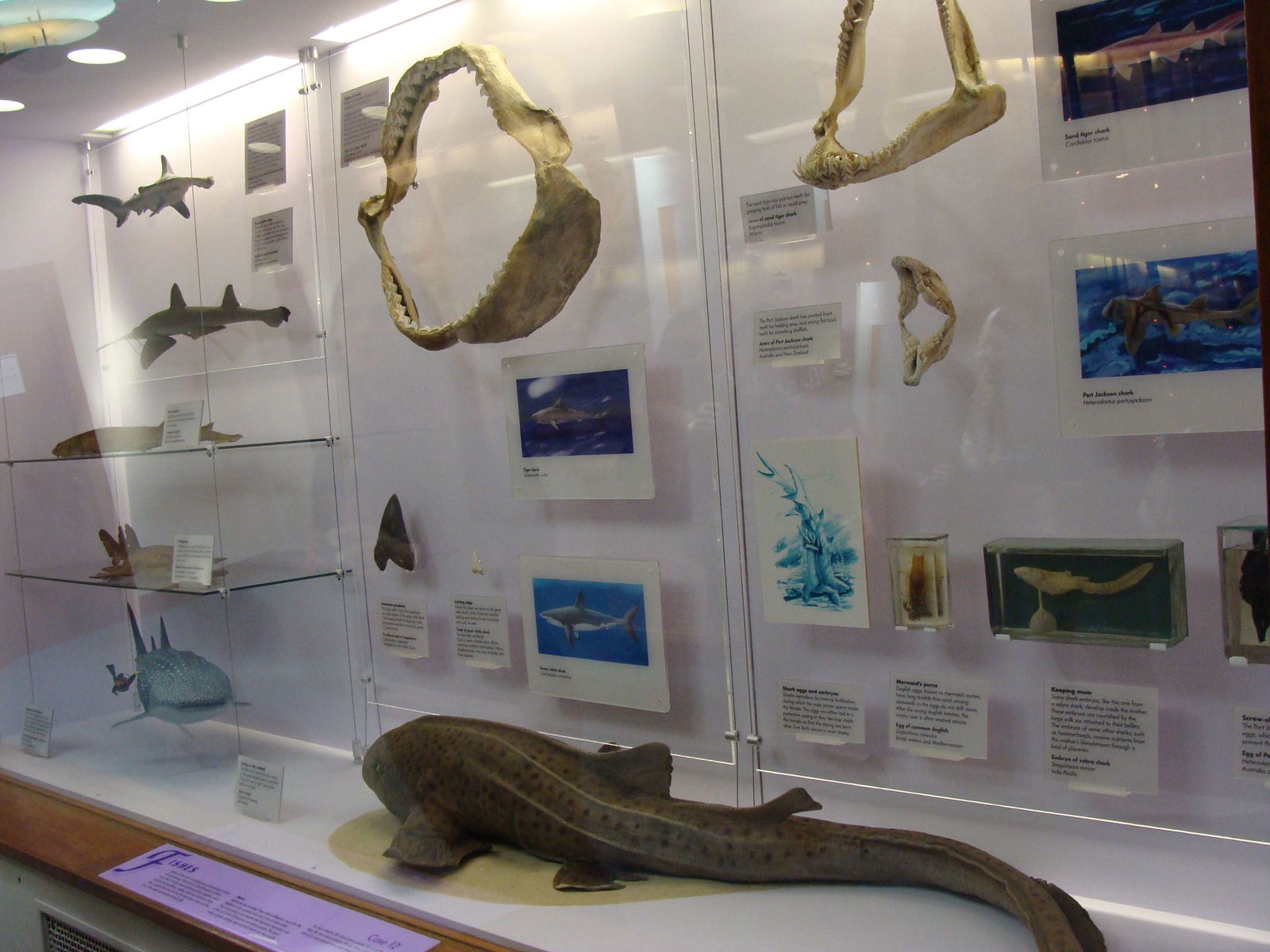 Natural History Museum