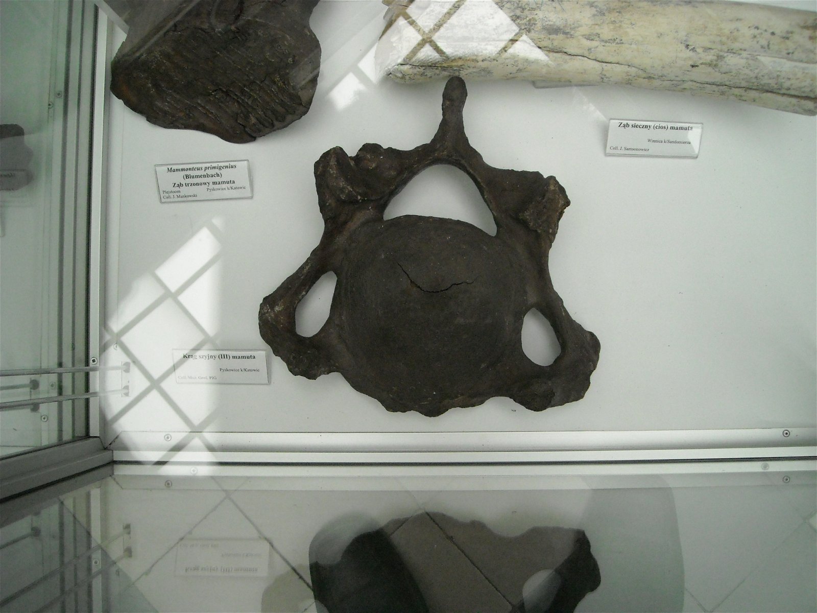 Geological Museum of the Polish Geological Institute