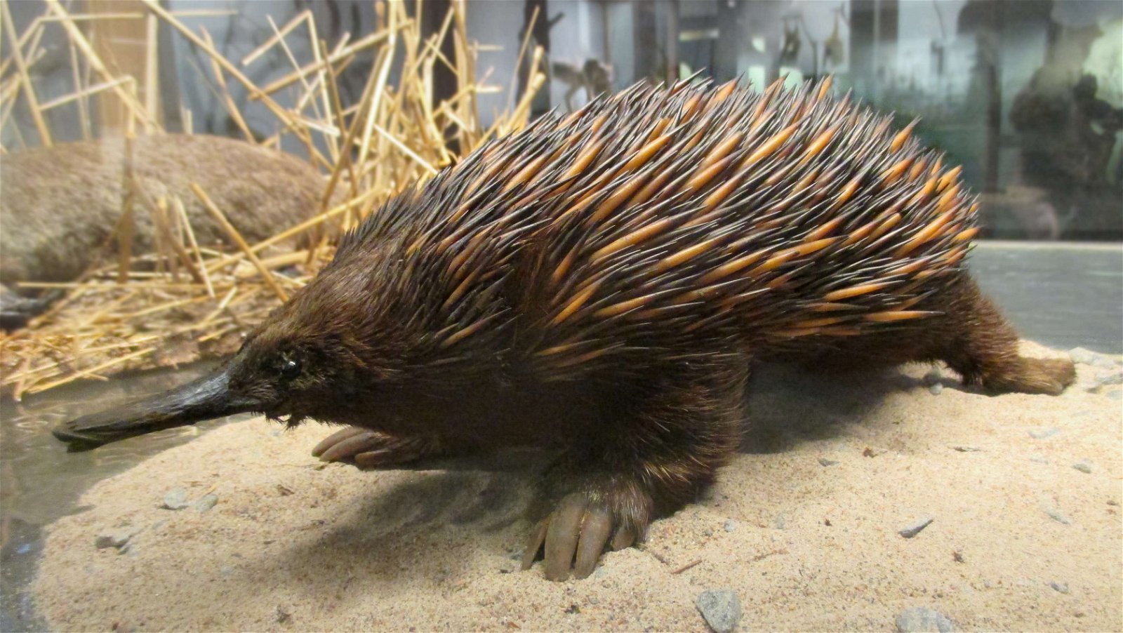 Göteborg Natural History Museum