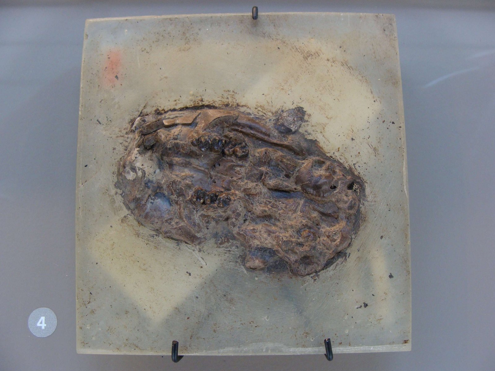 Natural Science Museum of Belgium