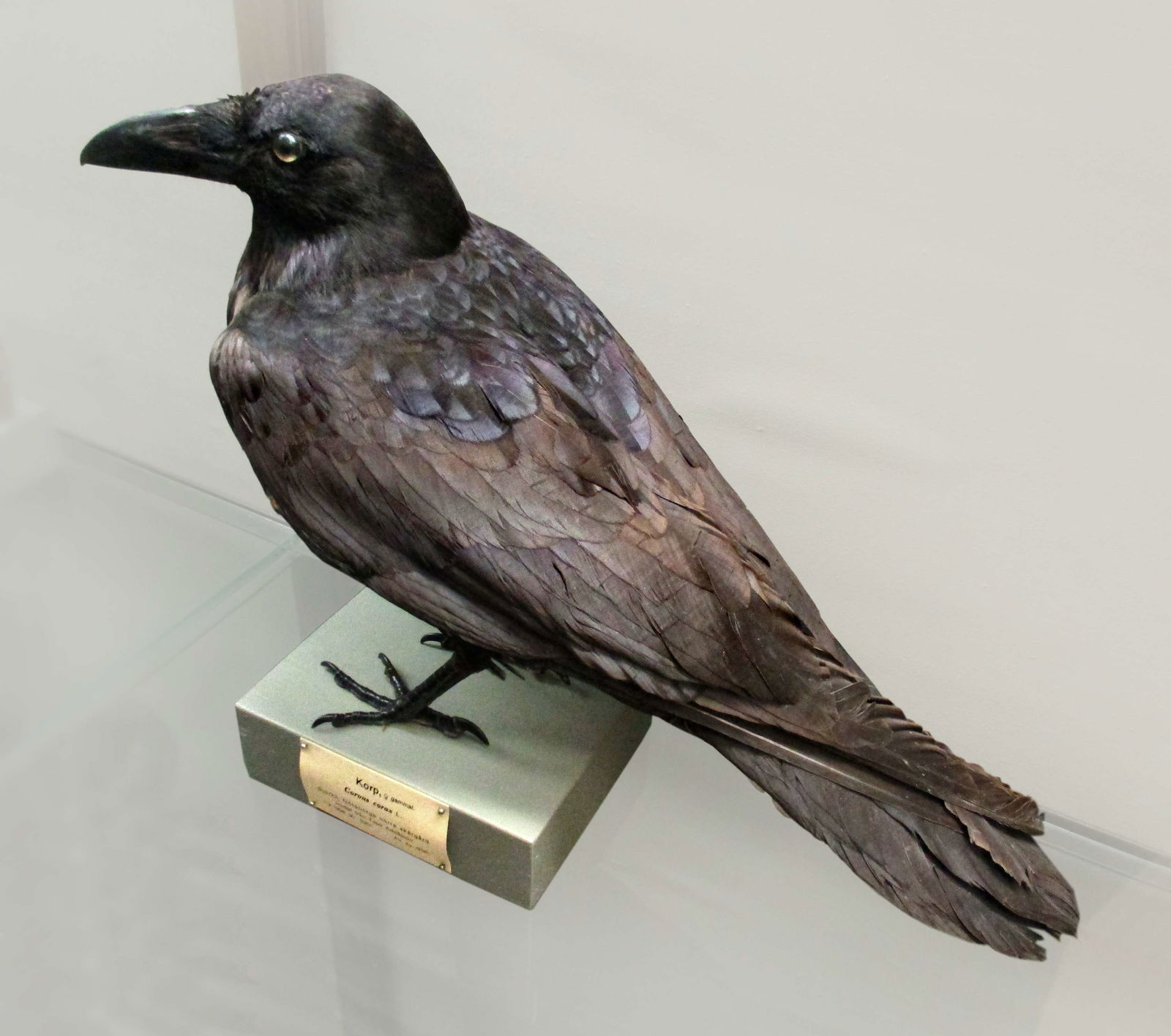 Göteborg Natural History Museum