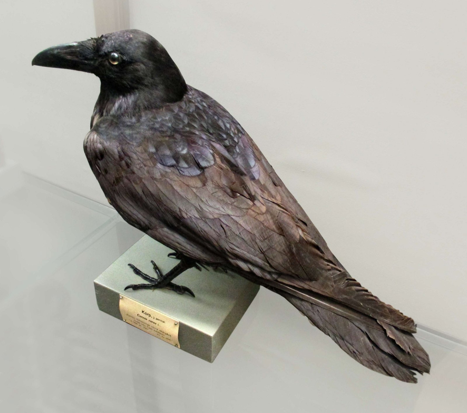 Göteborg Natural History Museum