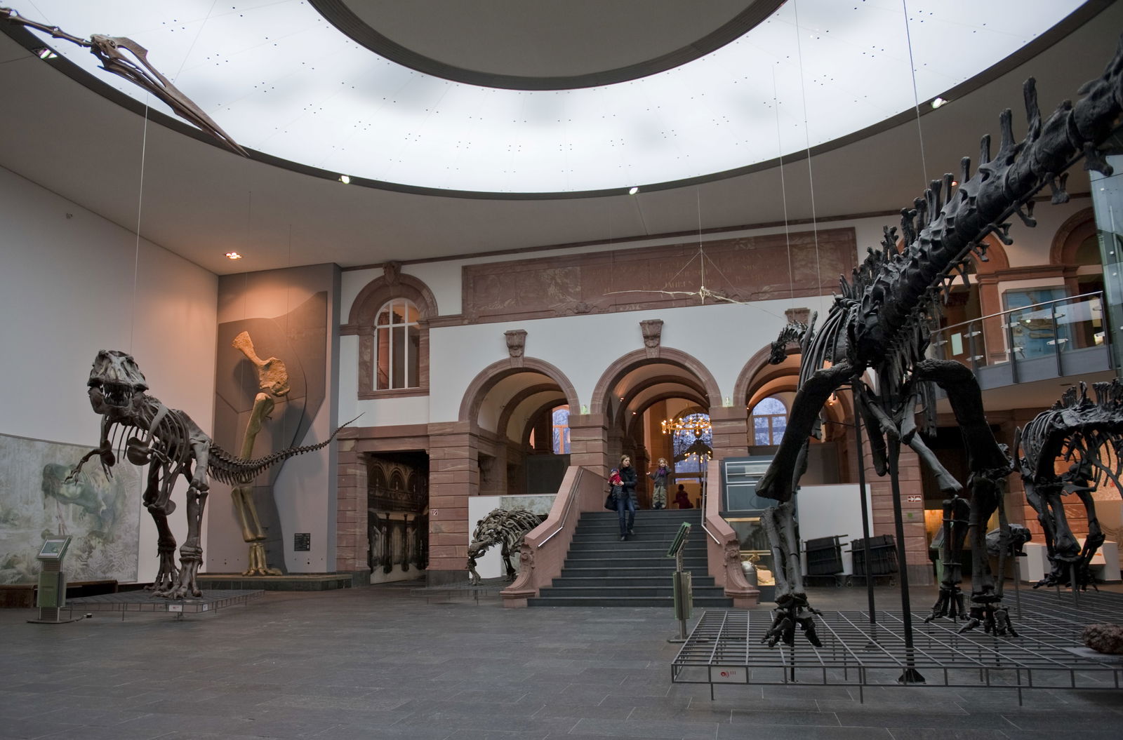 Senckenberg Natural History Museum