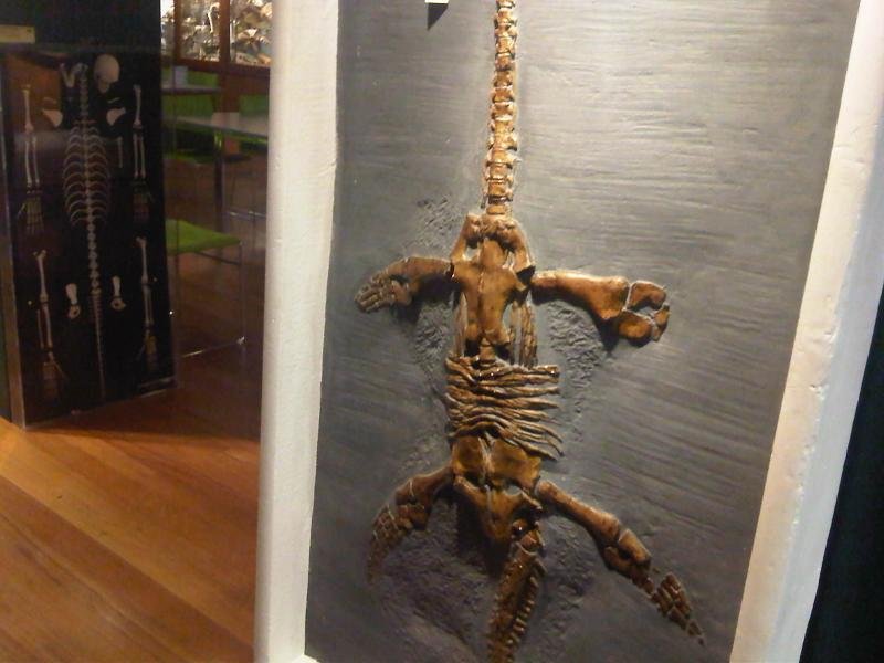 Grant Museum of Zoology