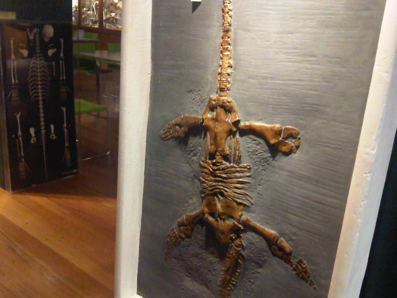 Grant Museum of Zoology