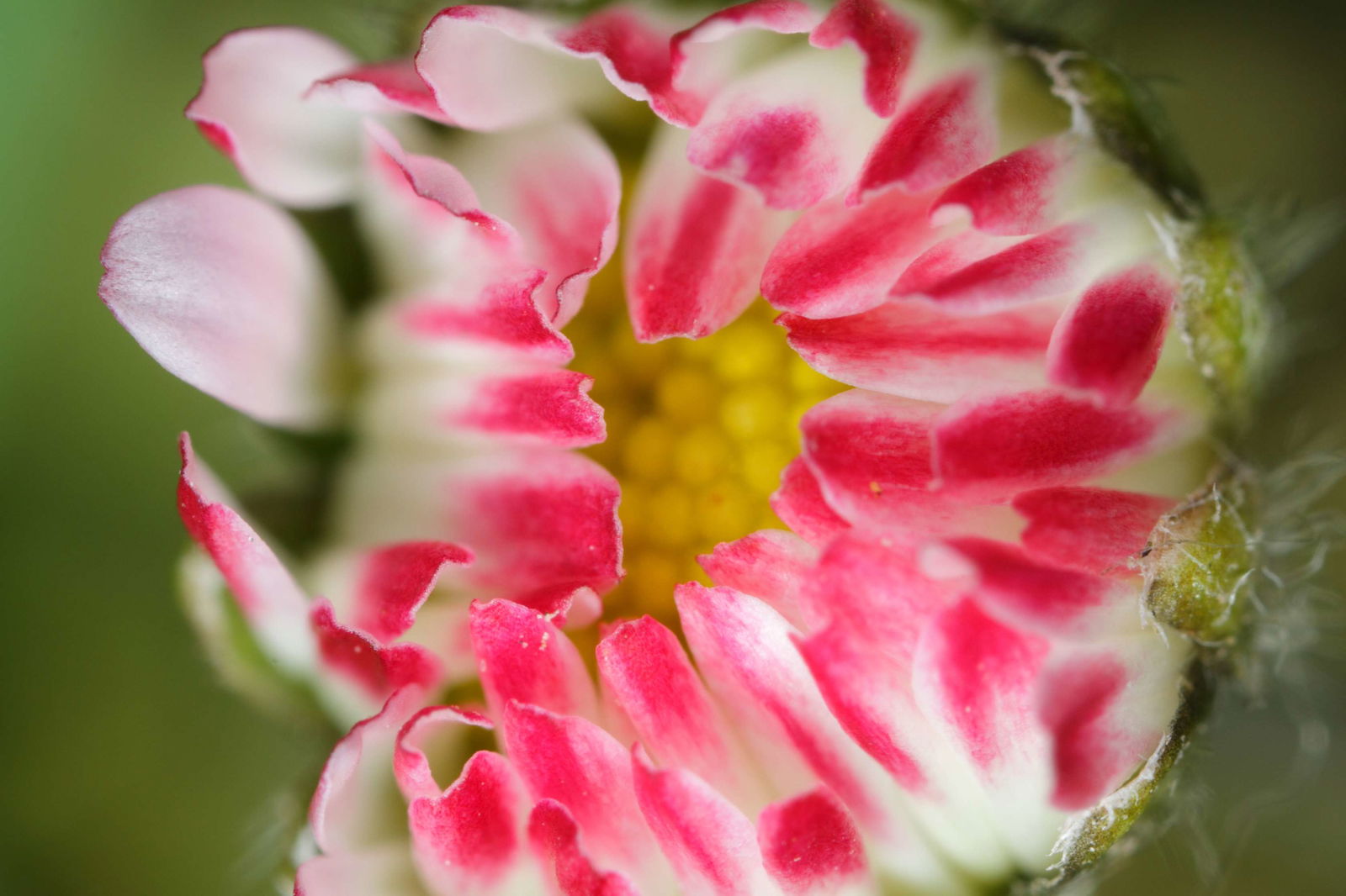 Schonbrunner Gardens