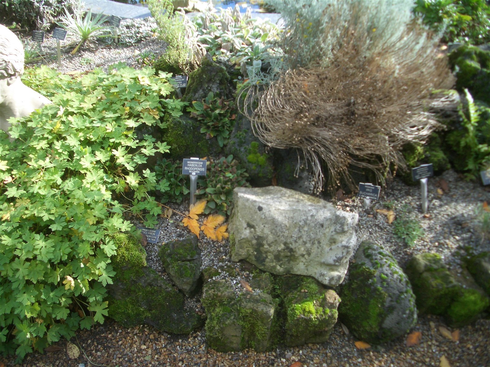 Chelsea Physic Garden