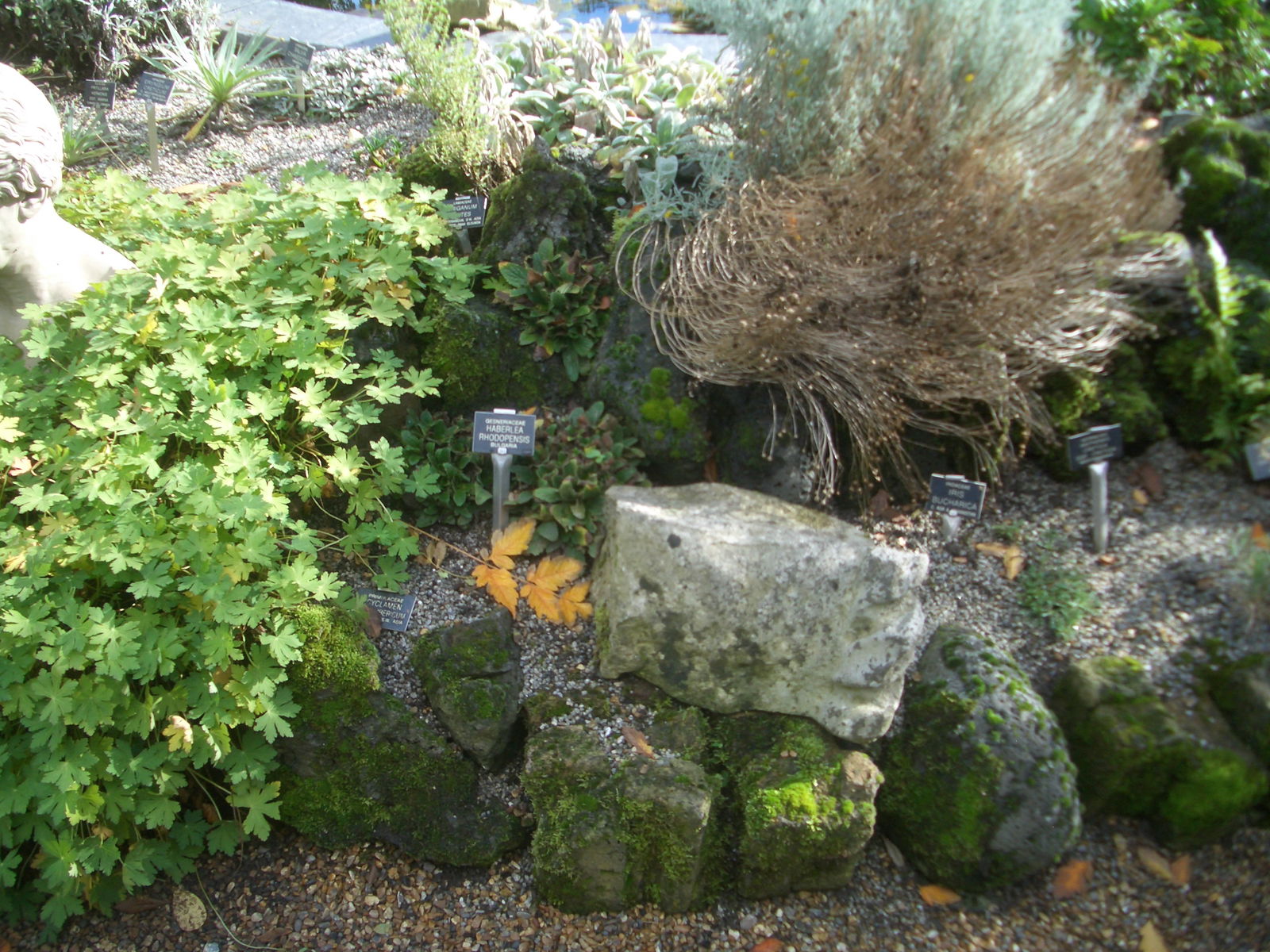 Jardín medicinal de Chelsea