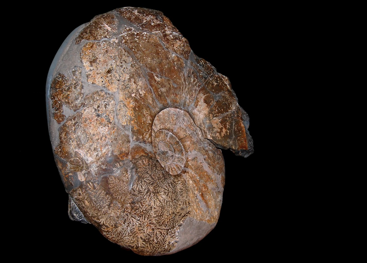 Natural History Museum