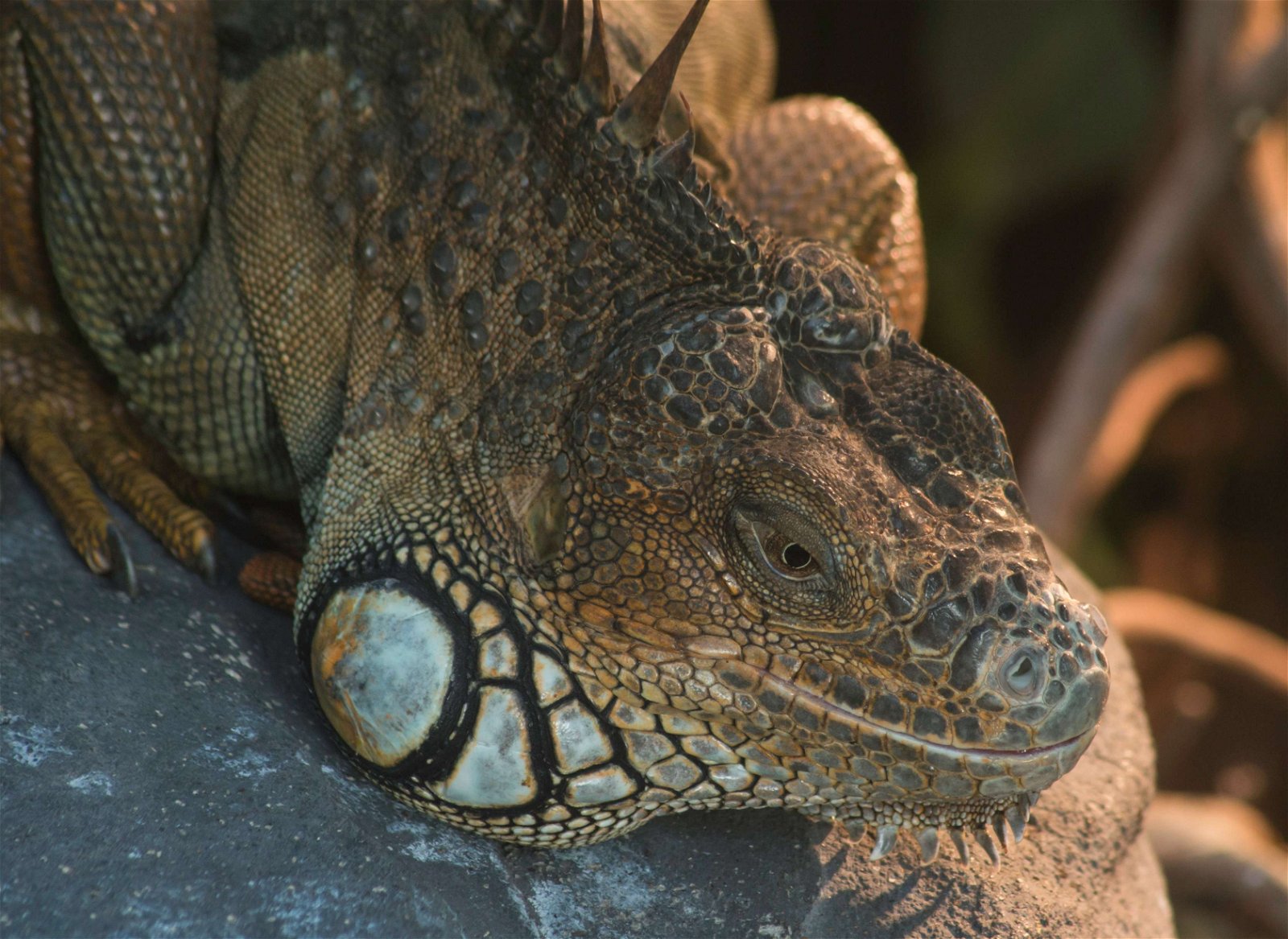 Parc zoologique de Paris
