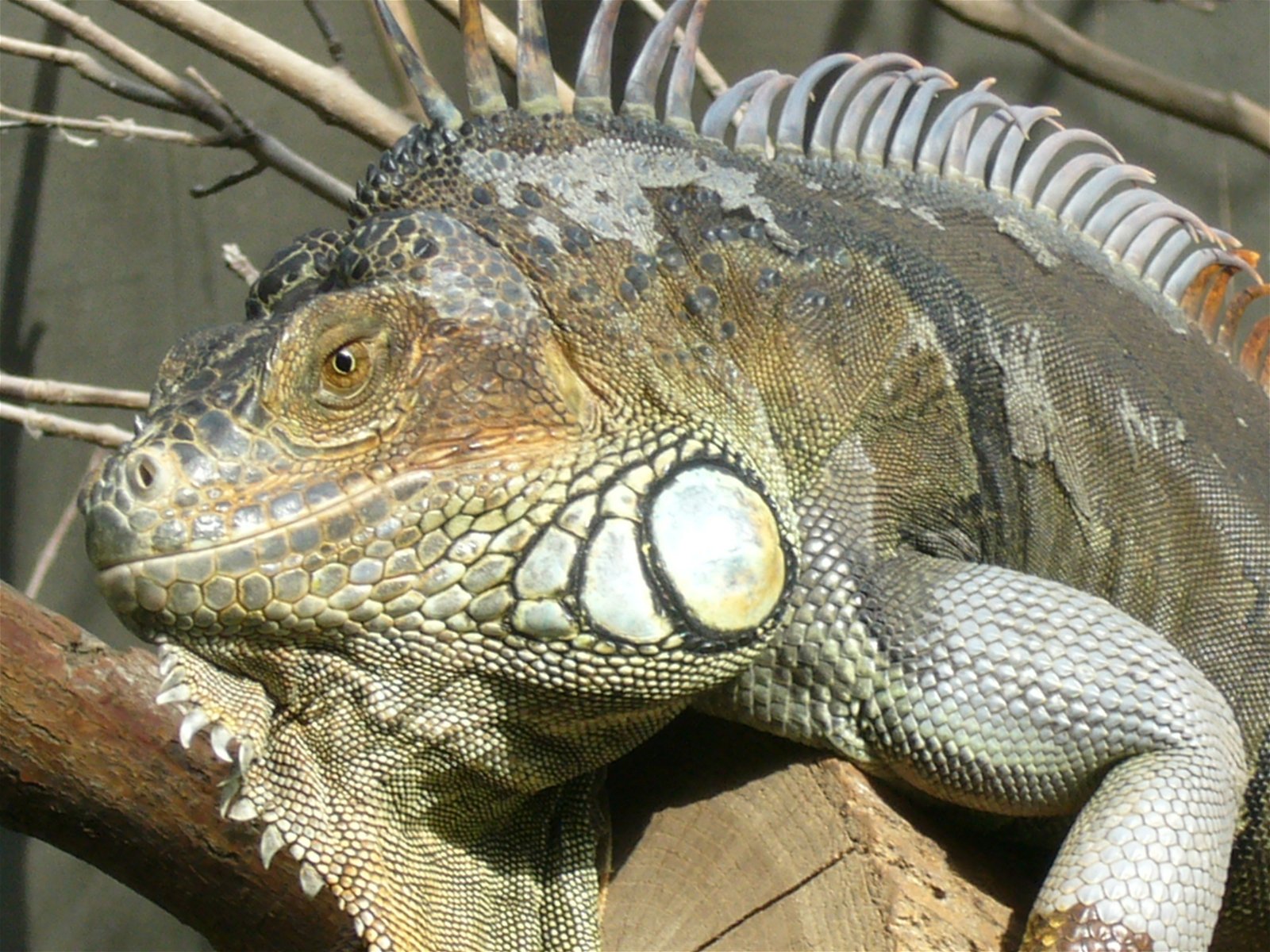 Parc zoologique de Paris