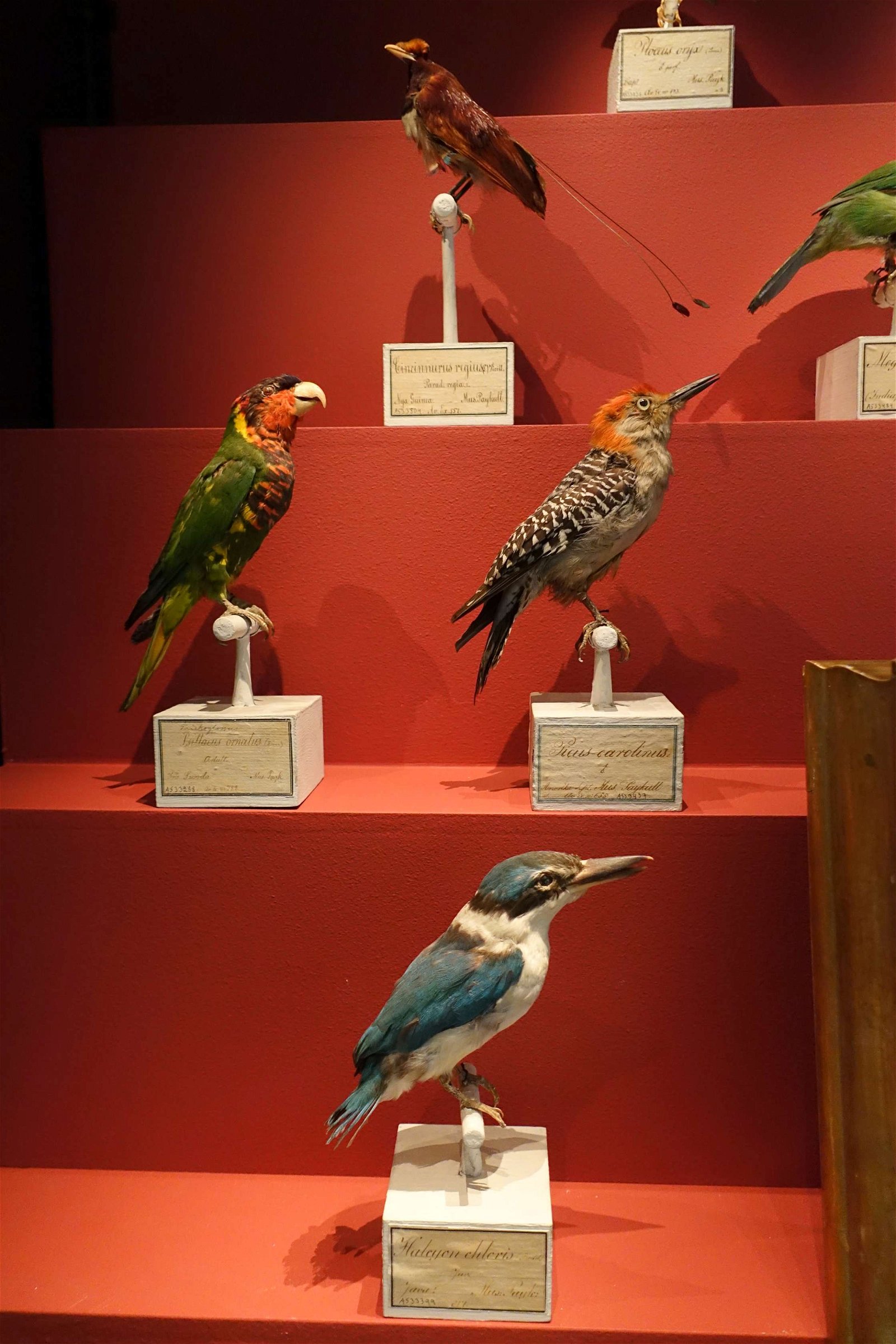 Swedish Museum of Natural History