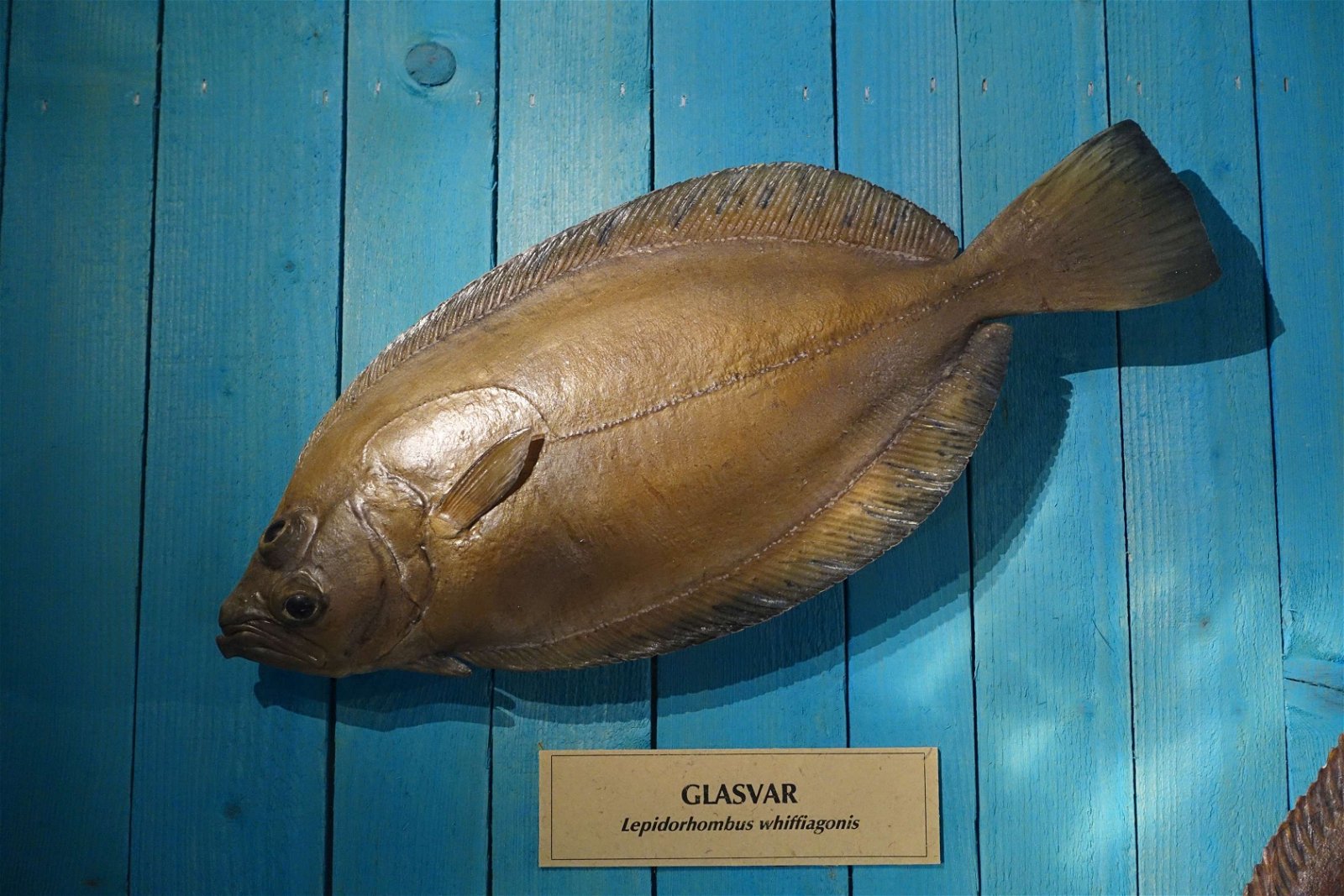 Swedish Museum of Natural History