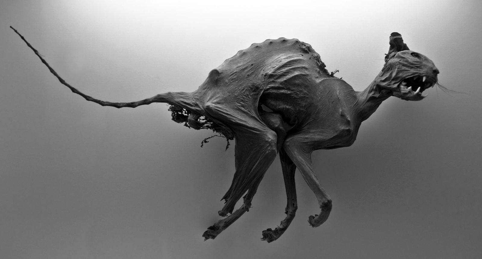 Senckenberg Natural History Museum