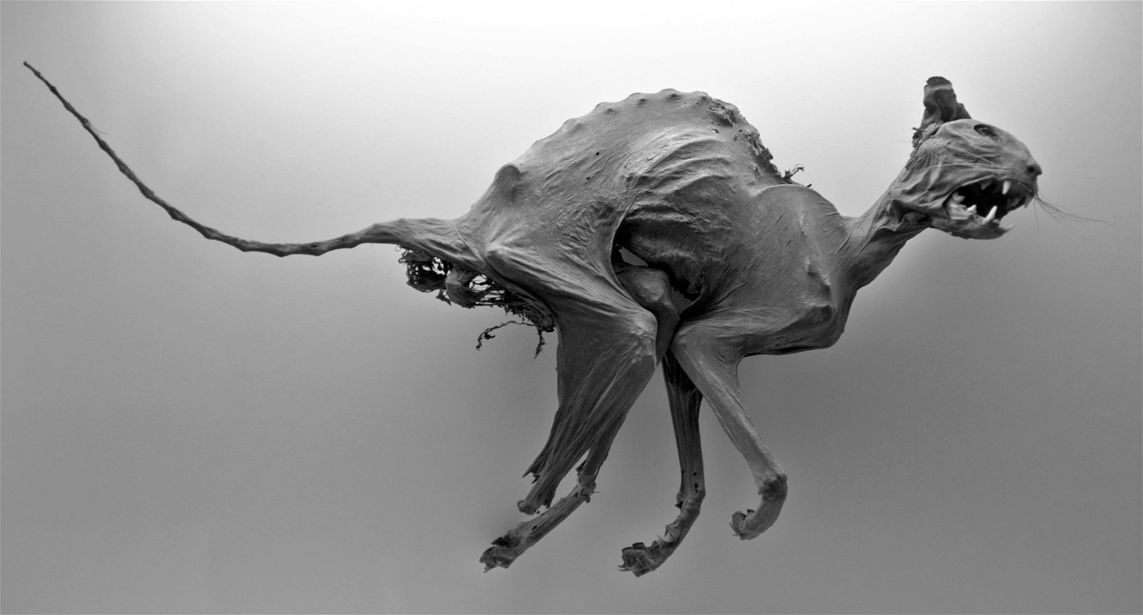 Senckenberg Natural History Museum