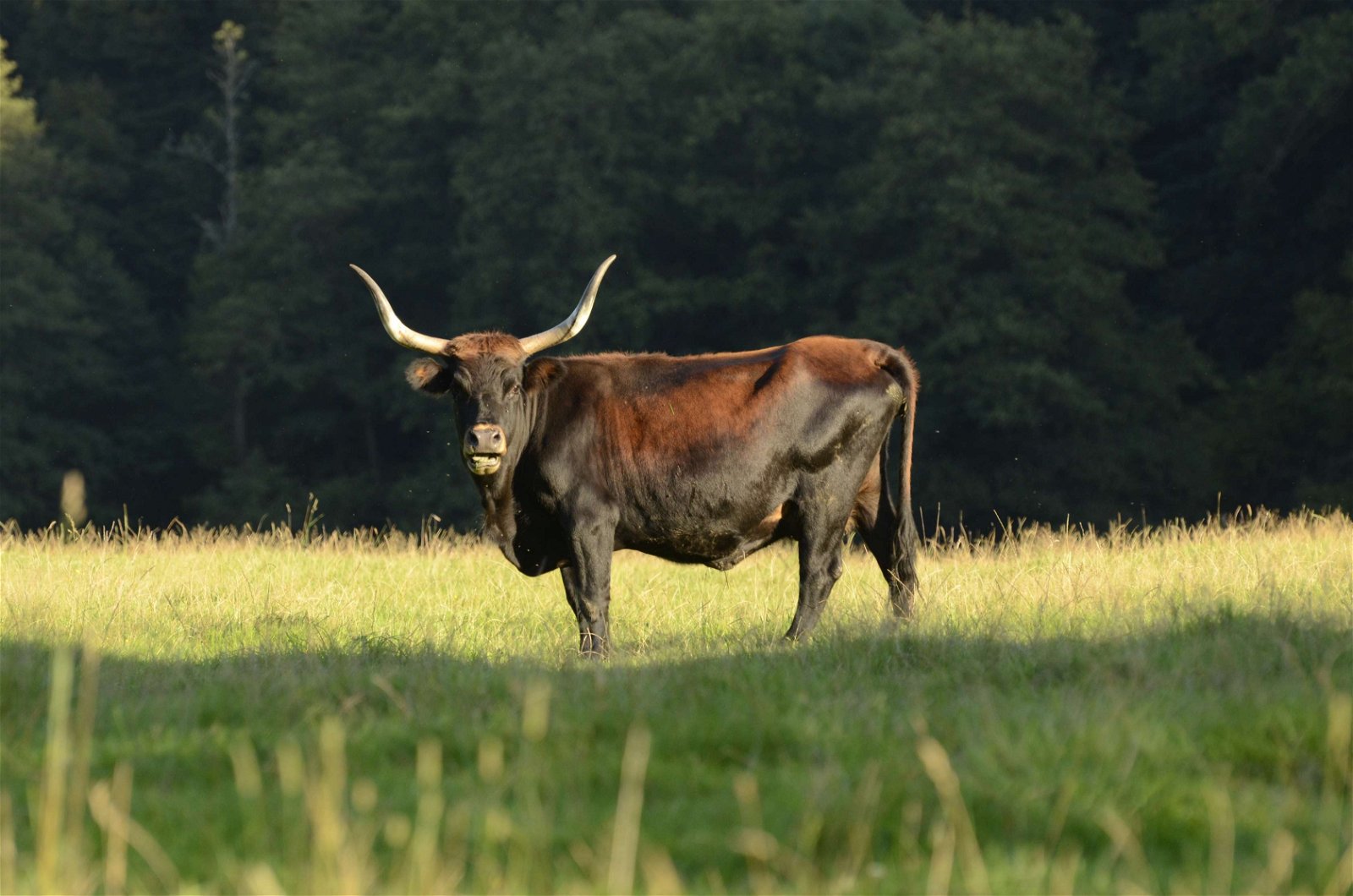 Wildpark - Domein van de Grotten van Han