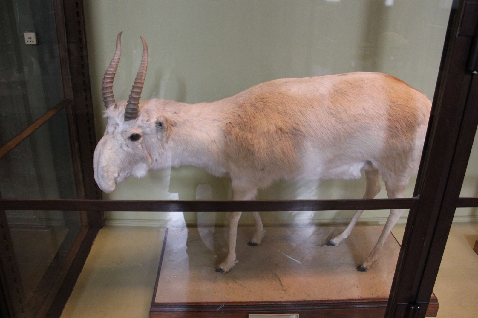 Natural History Museum