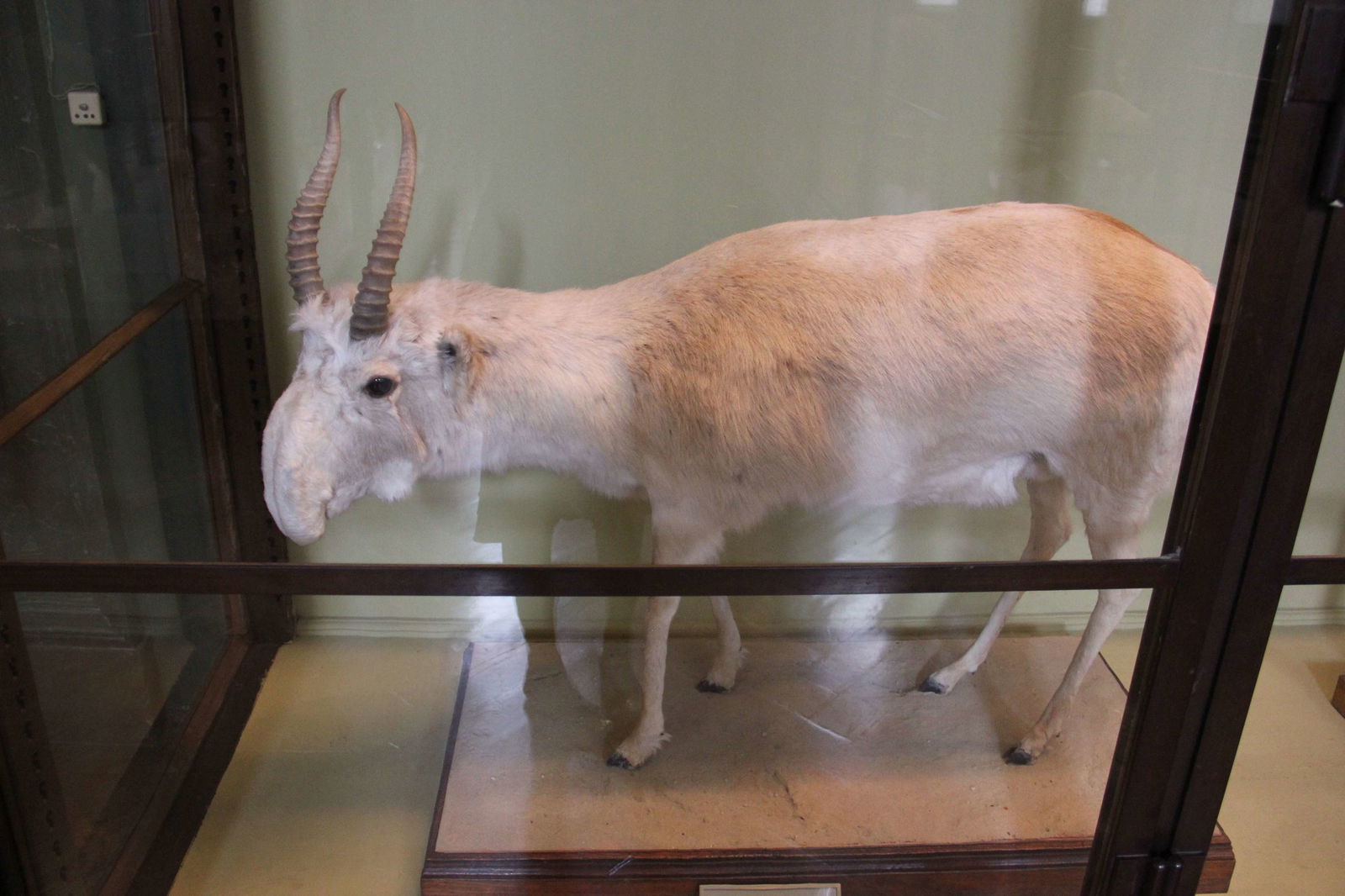 Natural History Museum