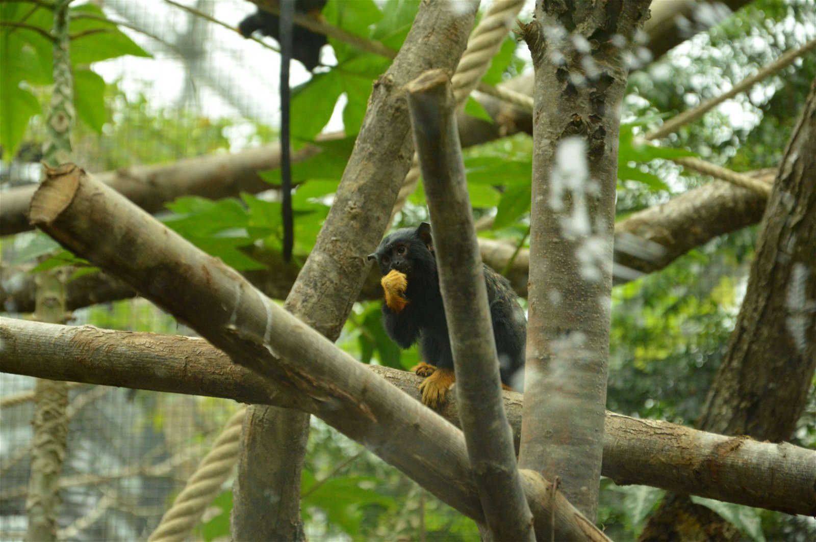 Parc zoologique de Paris
