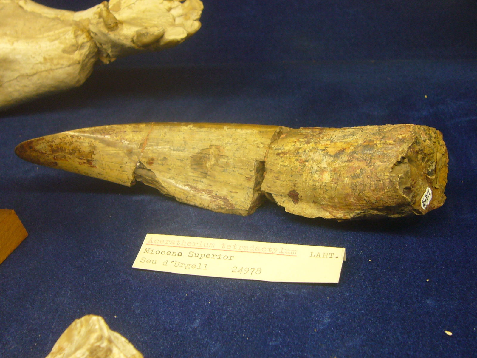 Museu Geologic del Seminari de Barcelona